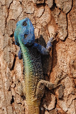 Lizard, Agama