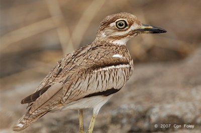 Thick-knee, Water