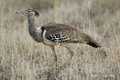 Bustard, Kori