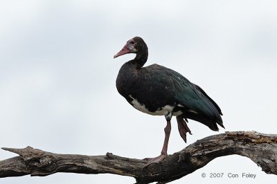 Goose, Spur-winged