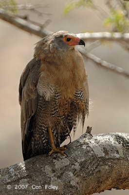 Hawk, African Harrier-
