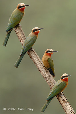 Bee-eater, White-fronted