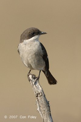Flycatcher, Fiscal (female)