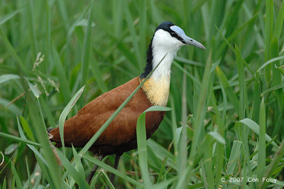 Jacana, African