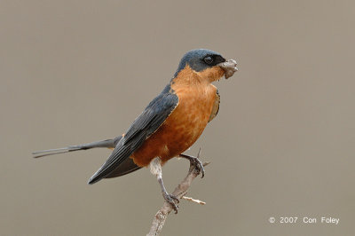 Swallow, Red-breasted