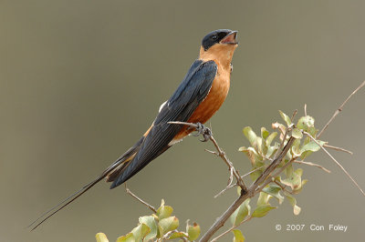 Swallow, Red-breasted (male)