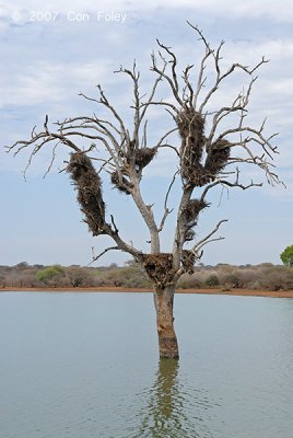 Ironwood Tree at Sunset Dam