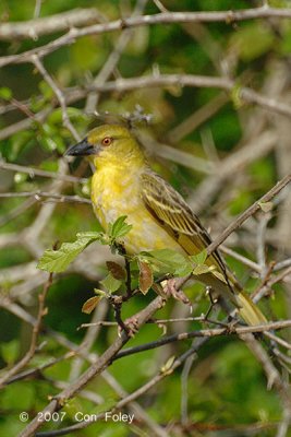 Weaver, Village (female)