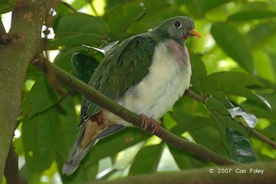 Dove, Jambu Fruit (juvenile, male) @ Bukit Timah