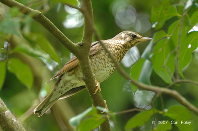 Thrush, Siberian