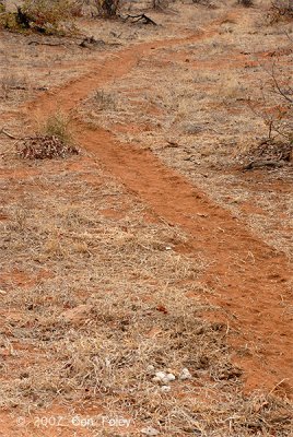 Hippopotamus Trail