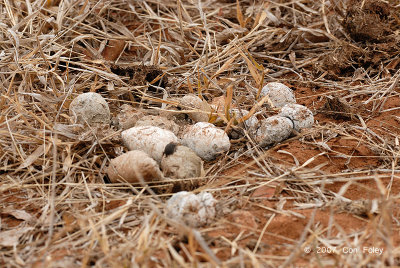 Hyena Scat