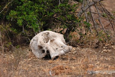 Elephant (skull)