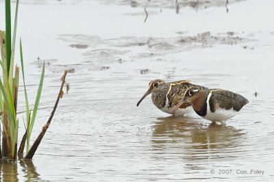 Snipe, Greater Painted-