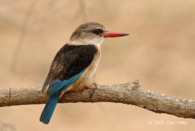 Kingfisher, Brown-hooded (male)