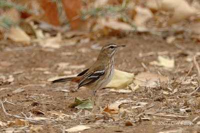 Robin, White-browed Scrub-