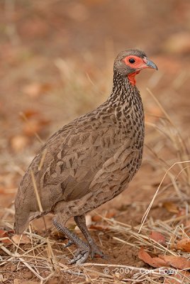 Spurfowl, Swainson's