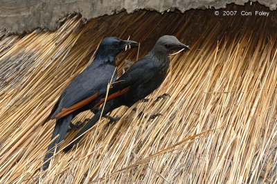 Starling, Red-winged