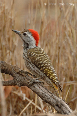 Woodpecker, Cardinal (male)