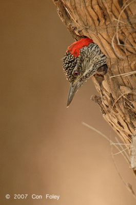 Woodpecker, Golden-tailed (female)