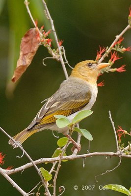 Weaver, Red-headed (female)