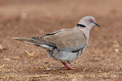 Dove, African Mourning