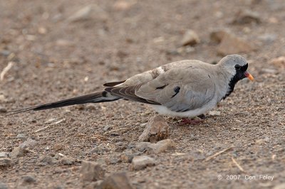 Dove, Namaqua (male)