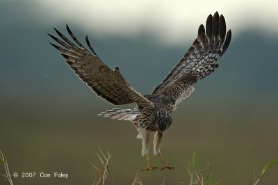 Harrier, Pied (female) @ Sungei Balang