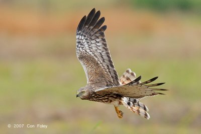 Harrier, Pied (female) @ Sungei Balang