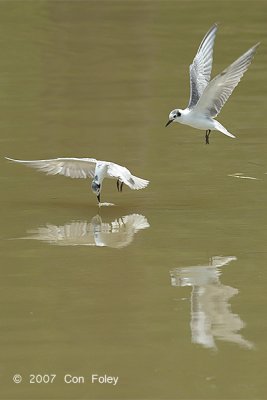 Tern, White-winged @ Parit Jawa