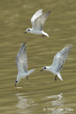 Tern, White-winged