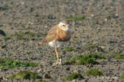 Plover, Oriental