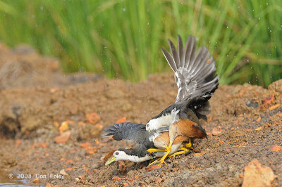 Waterhen, White-breasted @ Sungei Balang