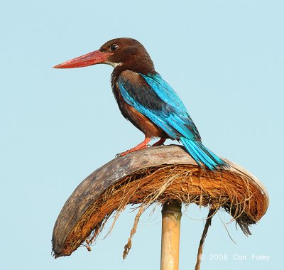 Kingfisher, White-throated @ Sungei Balang