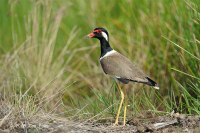 Lapwing, Red-Wattled