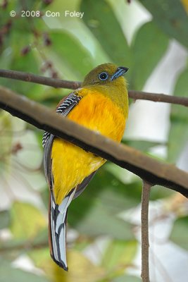Trogon, Orange-breasted (male) @ Bukit Tinggi