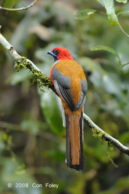 Trogon, Whiteheads (male) @ Mt. Kinabalu