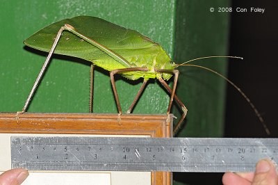 Leafhopper, Giant @ Tabin