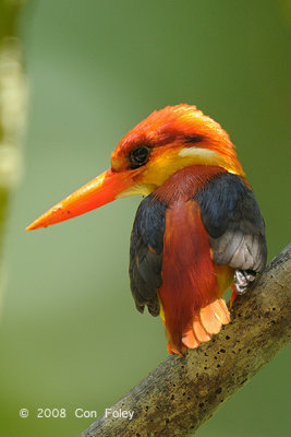 Kingfisher, Rufous-backed @ Tabin