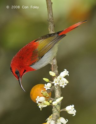Sunbird, Temmincks (male) @ Mt. Kinabalu