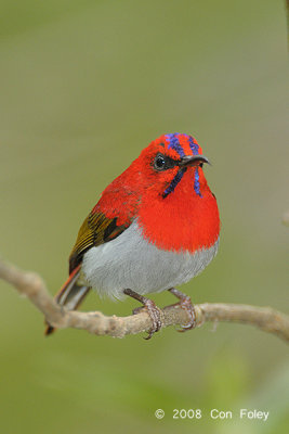 Sunbird, Temminck's (male) @ Mt. Kinabalu