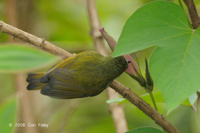 Sunbird, Temminck's (female) @ Mt. Kinabalu