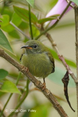 Sunbird, Temminck's (juv female) @ Mt. Kinabalu