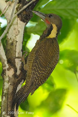 Woodpecker, Buff-necked (male) @ Sepilok