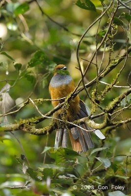 Trogon, Whitehead's (female) @ Mt. Kinabalu