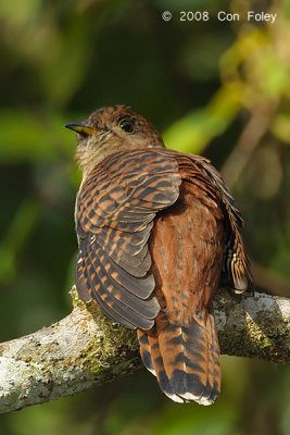Cuckoo, Sunda (female hepatic morph) @ Kinabalu