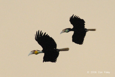 Hornbill, Wreathed