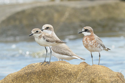 Plover, Greater Sand @ Likas Bay