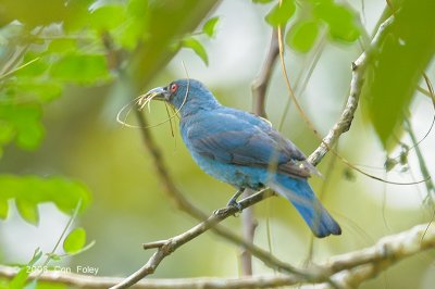 Bluebird, Asia Fairy