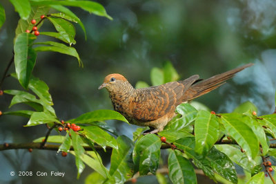 Dove, Little Cuckoo @ Mt. Kinabalu
